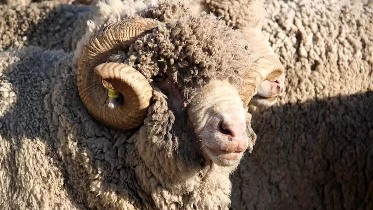 Wool dumped in landfill as cost of living drives demand and price down