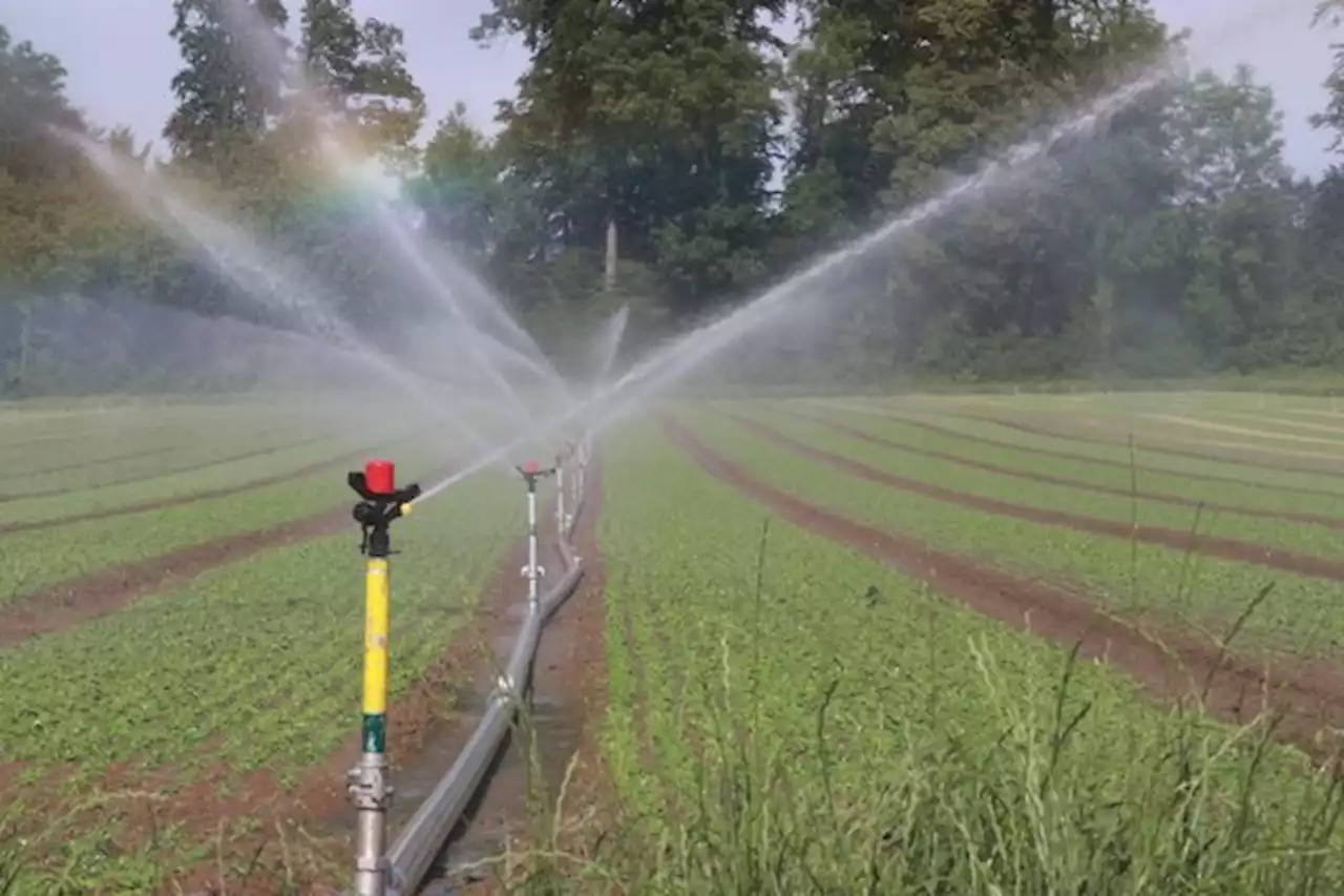 Bund soll laut Grünen Problem der Wasserknappheit regeln - bauernzeitung.ch