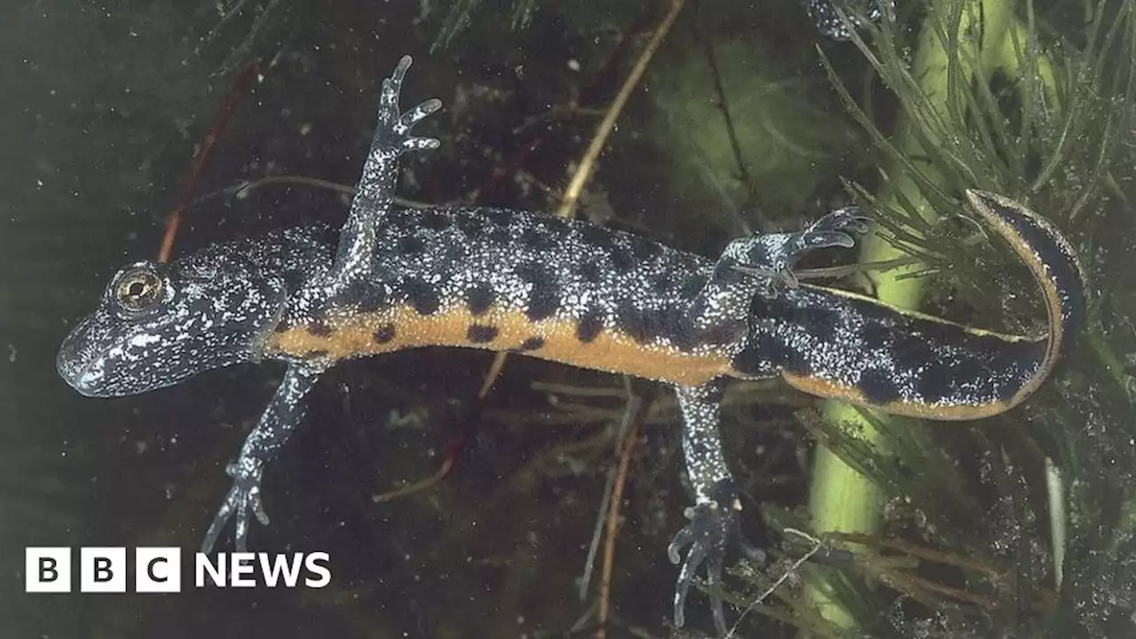 Renovation of Cavers Castle held up by great crested newts