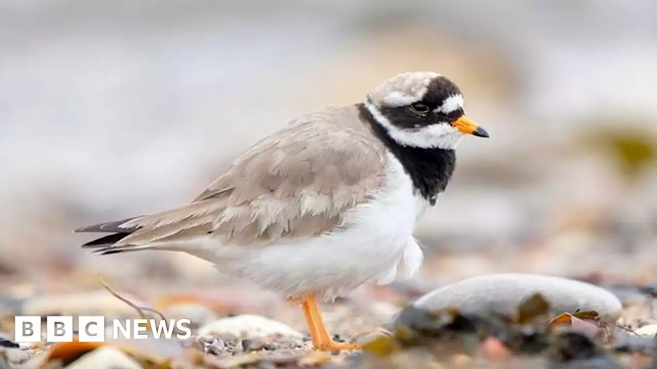 Whitburn: Exclusion zone in place to protect trampled chicks