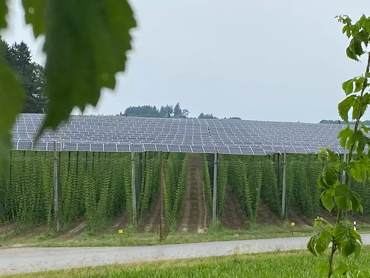 Dank Solarenergie: Auch in Zukunft noch Hopfen in Bayern