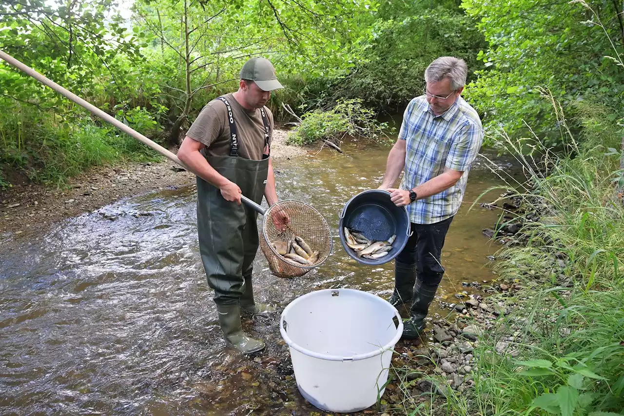 Fischsterben in Inn-Nebenfluss: Behörden nehmen Proben