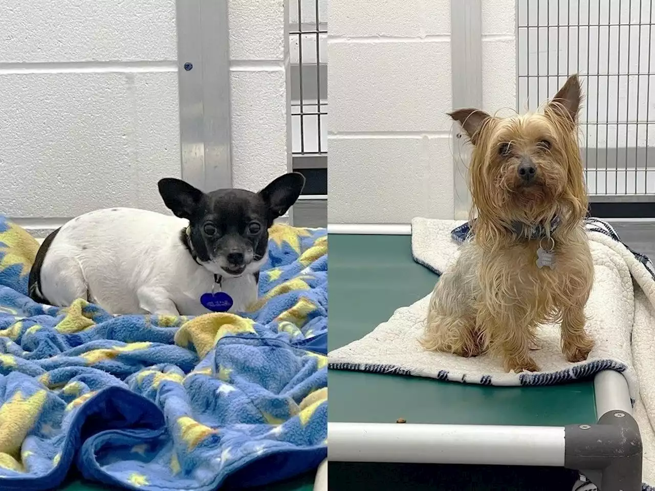 Suspect sought after dogs abandoned at closed Calgary Humane Society on Canada Day