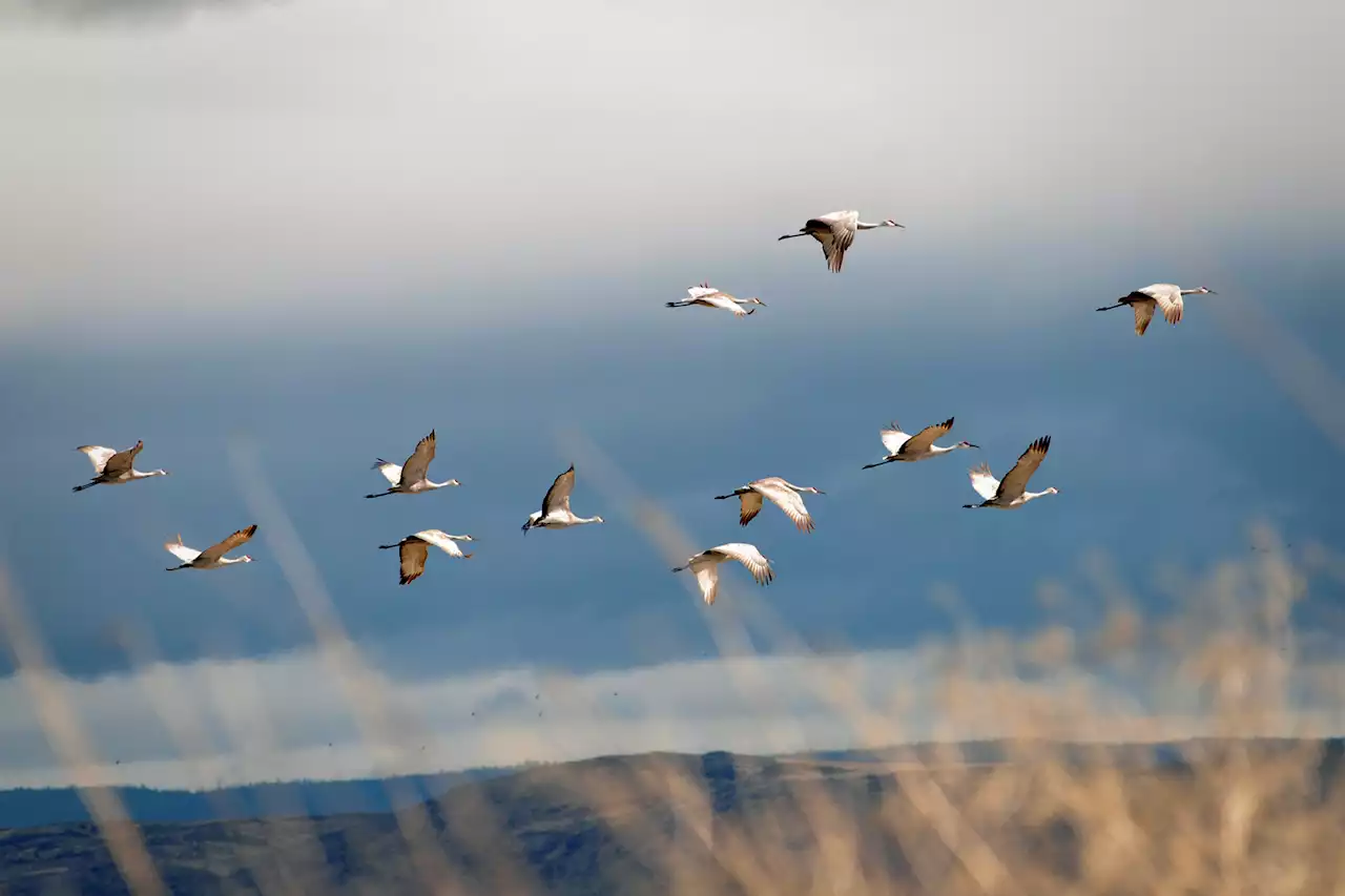 Building California: Lawmakers approve deal that will speed up infrastructure projects, affect wildlife