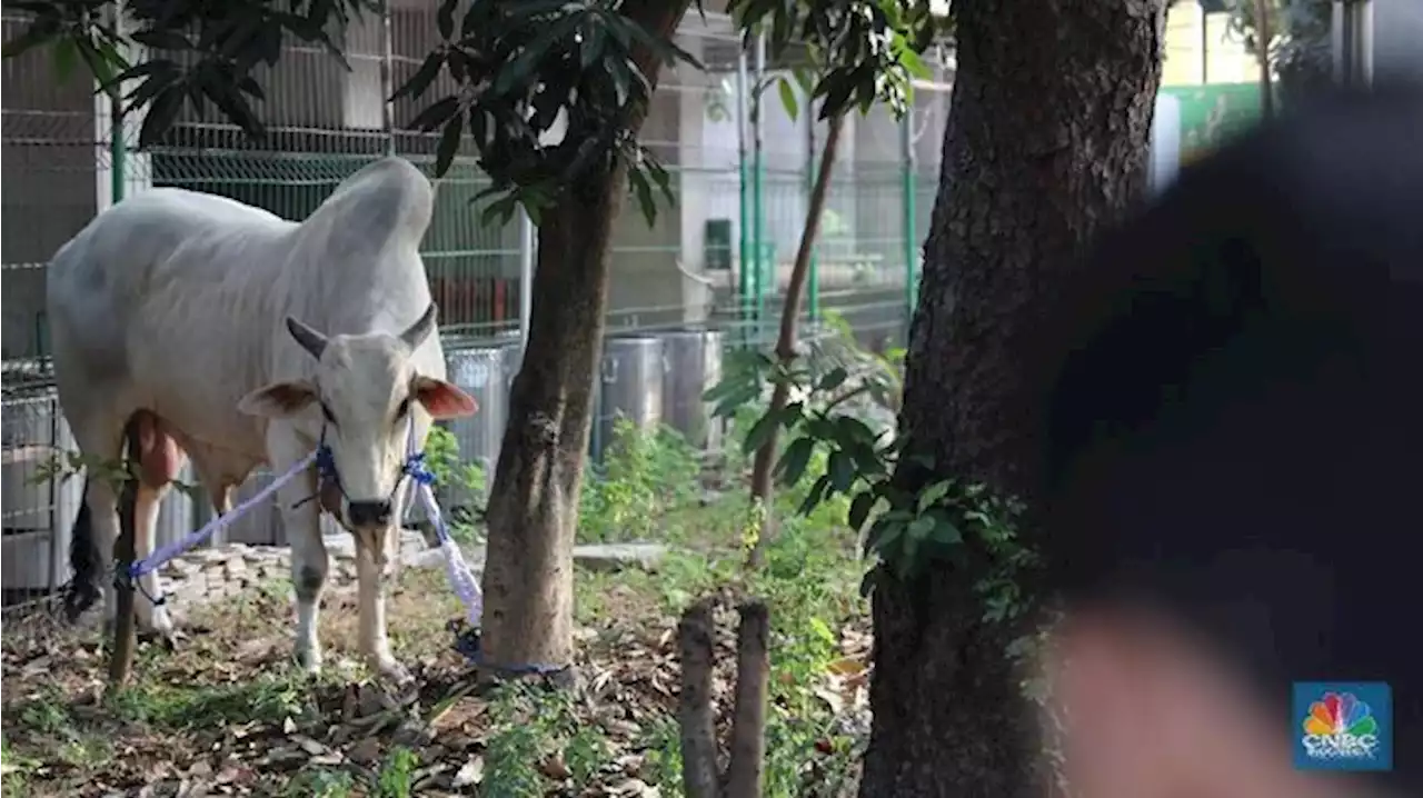 Kemenkes: Kasus Antraks Gunungkidul Masuk Kategori KLB