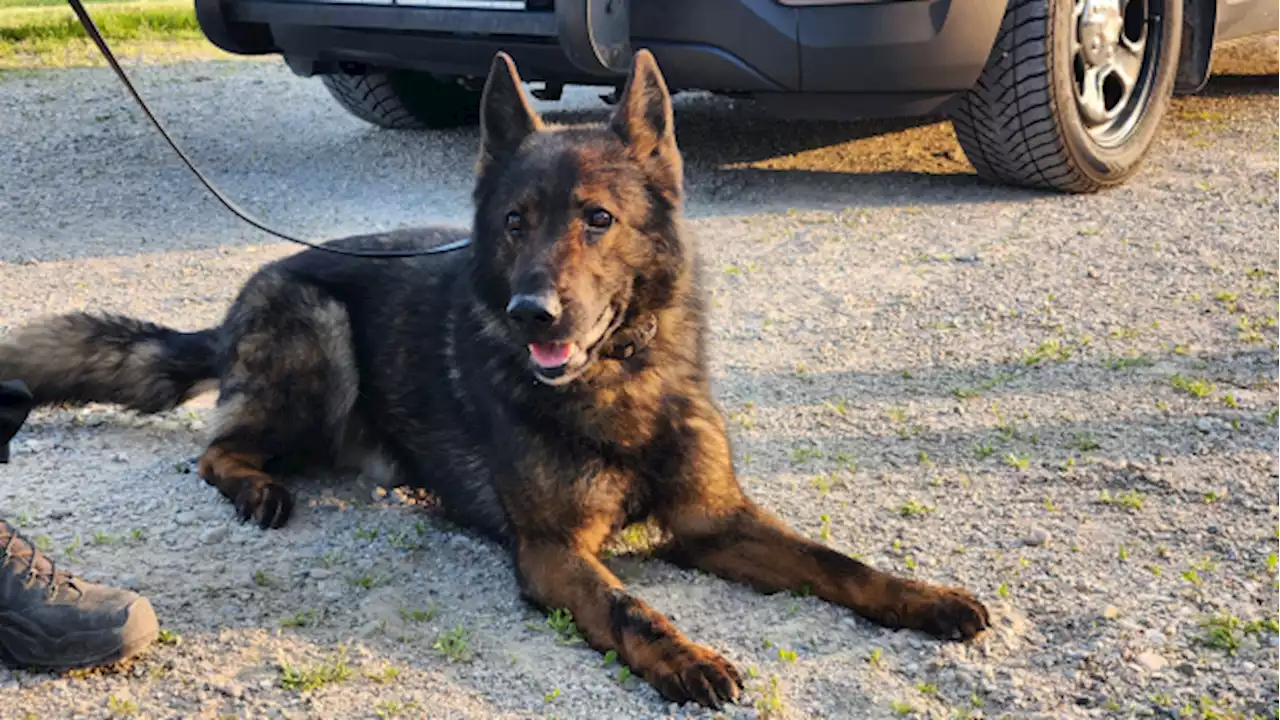 Woodstock, Ont. police dog dies in the line of duty after ingesting drugs