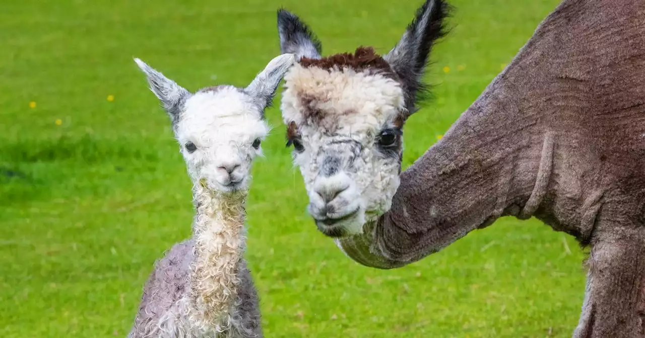 The 'best' Scottish alpaca farm where you can meet and walk animals from just £5