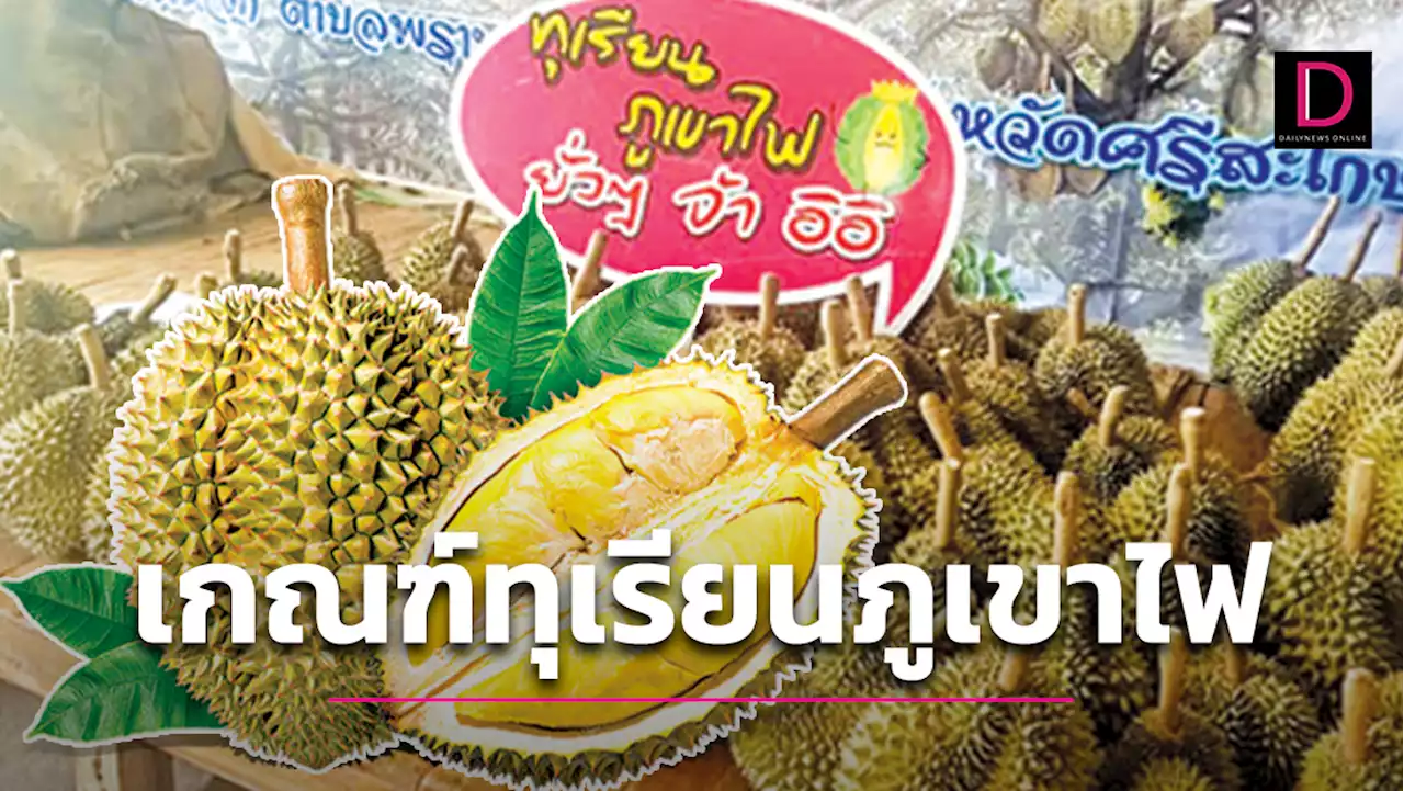 ‘เบื้องหลัง’ ก็น่าสนใจ ‘ทุเรียนภูเขาไฟ’ มีกติกา ‘เข้มคุณภาพ’ | เดลินิวส์