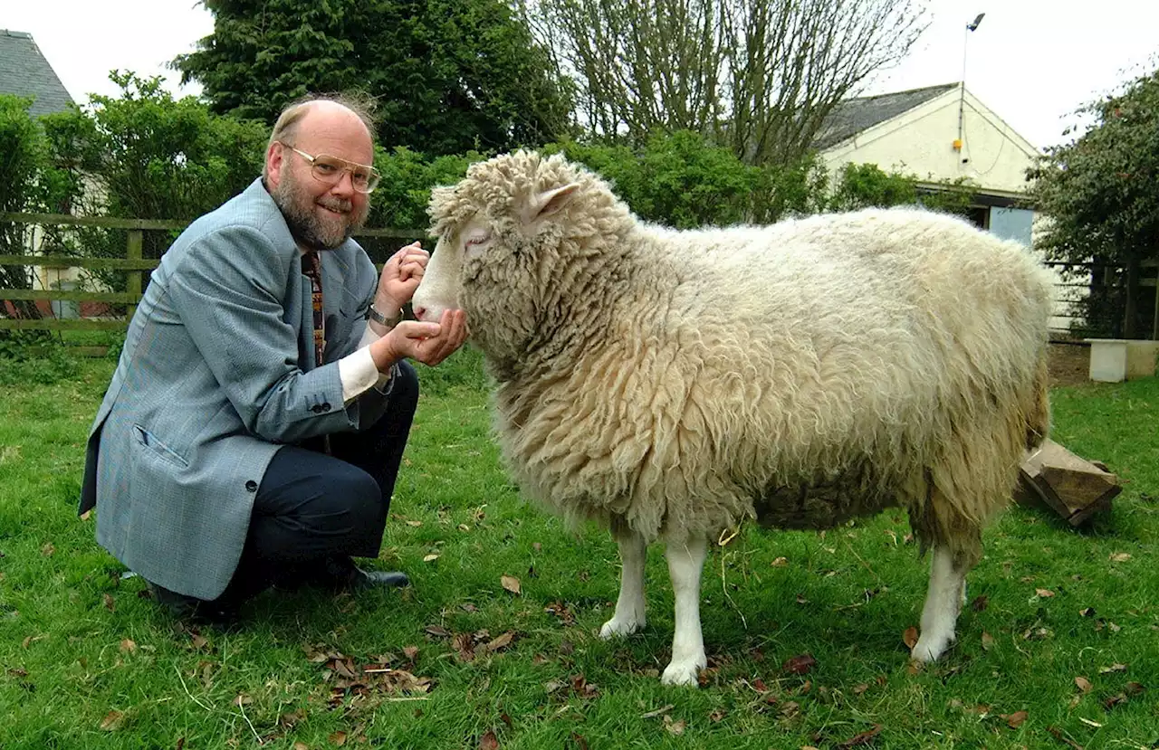 La oveja Dolly cumple 27 de años, conozca más sobre el primer animal que fue clonado