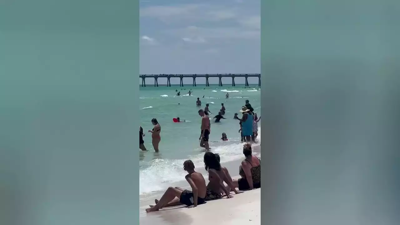 Shark seen swimming dangerously close to beach goers at Florida beach