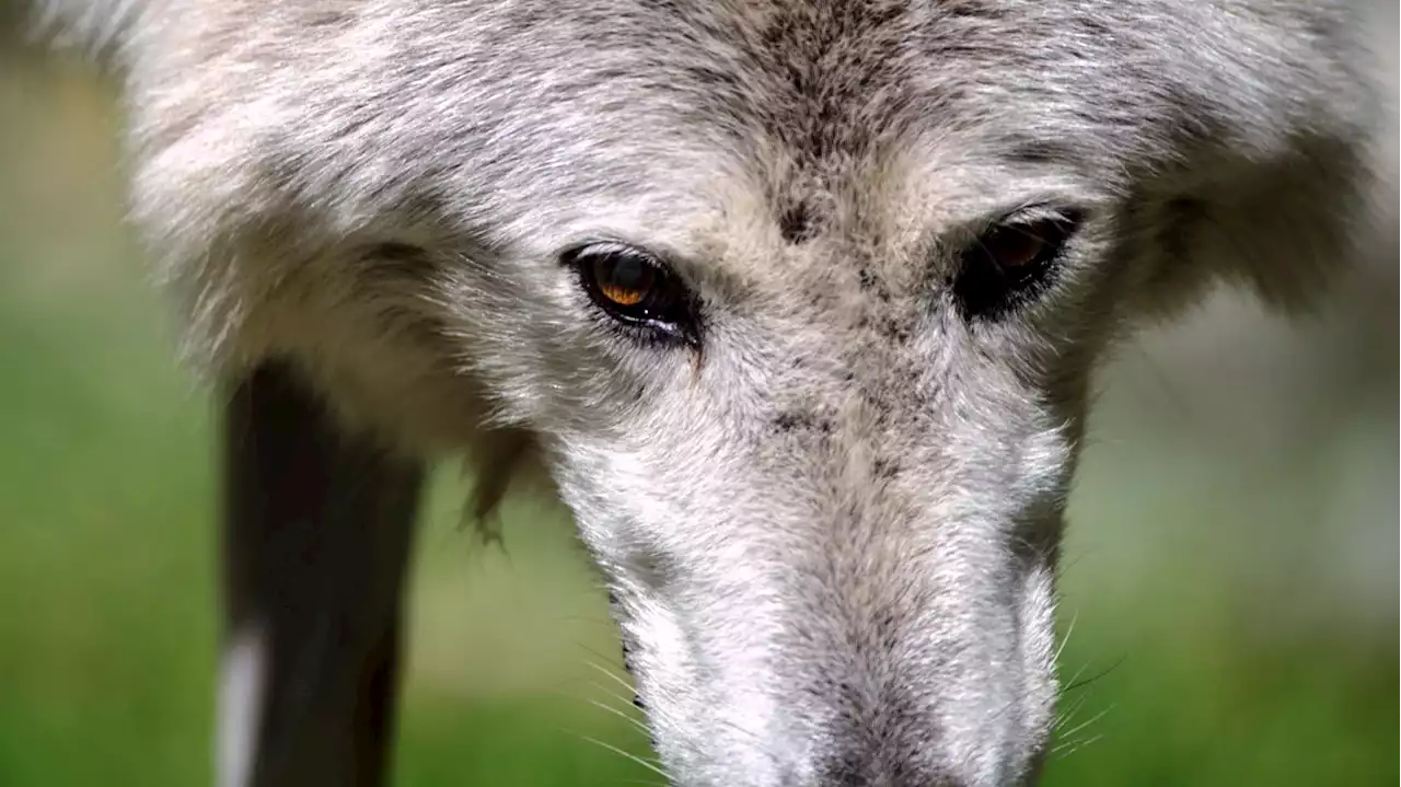 Biodiversité : combien y a-t-il de loups en France ?