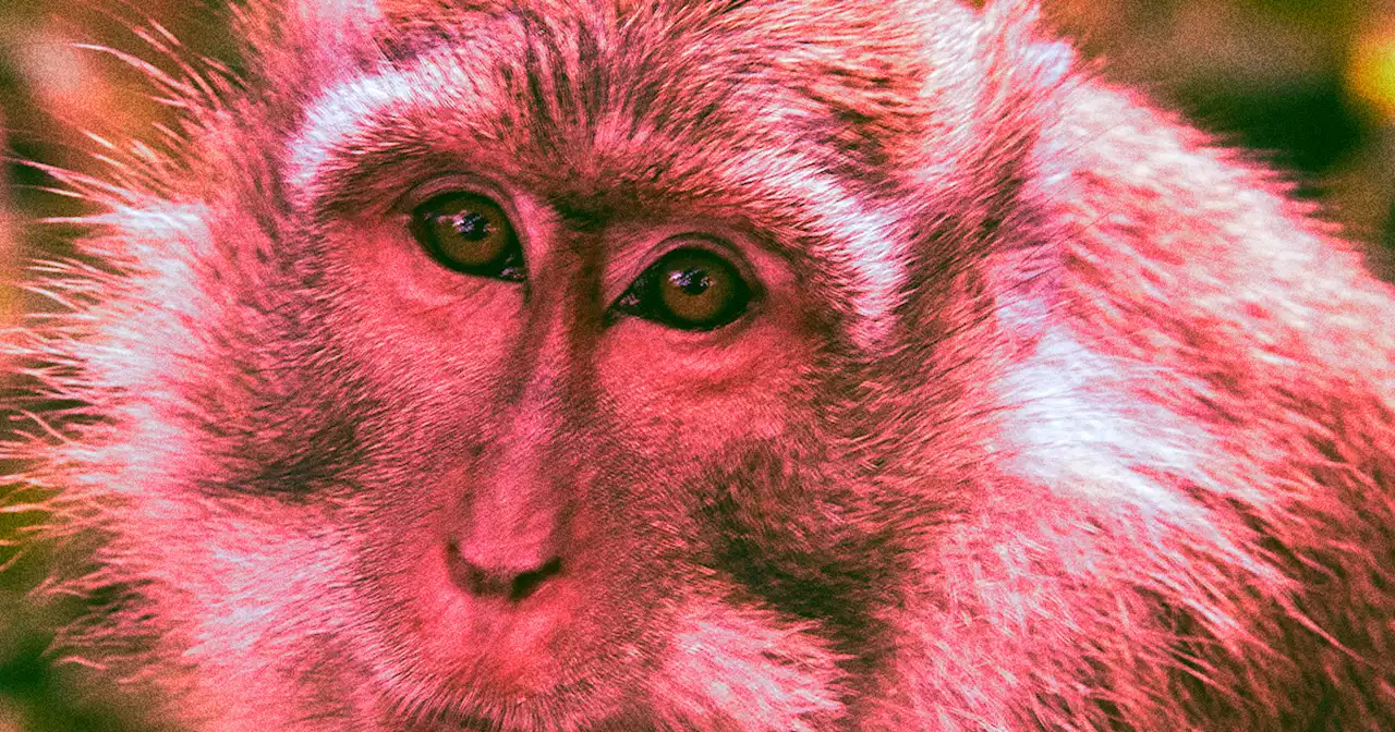 Anti-Aging Injection Boosts Memories in Monkeys, Scientists Find