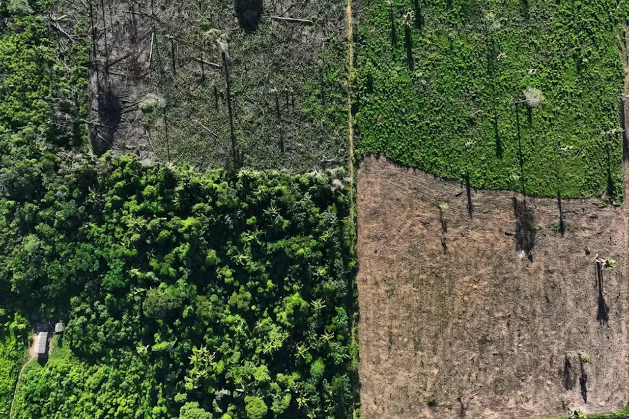 Áreas sob alerta de desmatamento da Amazônia caem 33,6% no semestre