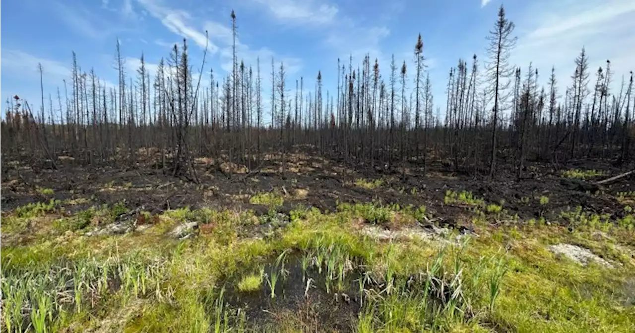 Canada’s wildfires now need ‘unprecedented’ international aid to fight - National | Globalnews.ca