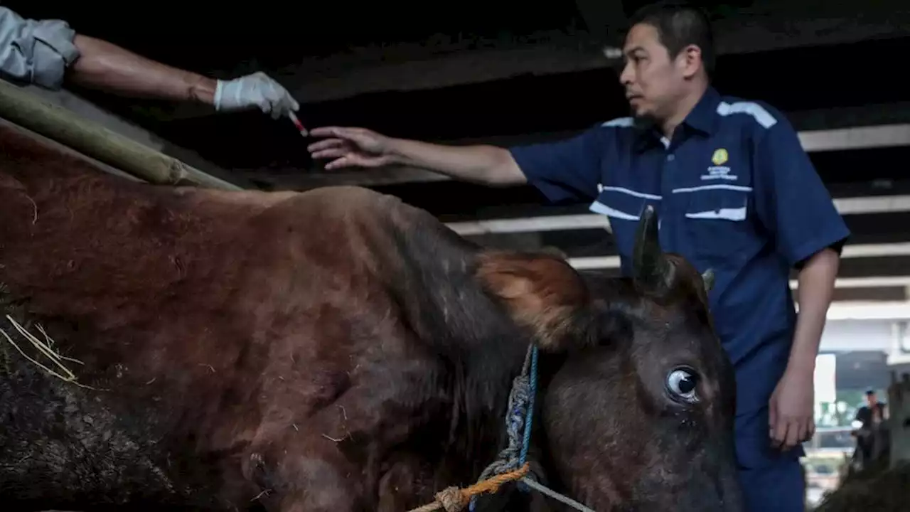 Wabah Antraks di Gunung Kidul Bisa Dicegah dengan 'One Health'