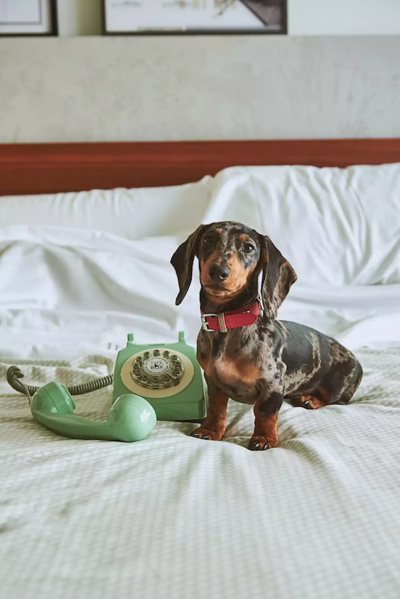 Hotel pet-friendly, è boom: come scegliere e cosa offrono | iO Donna