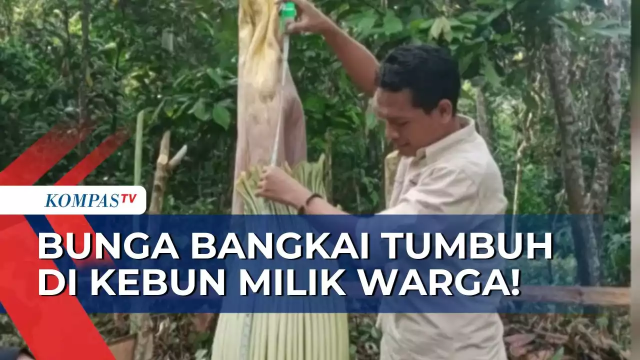 BKSDA Temukan Bunga Bangkai Tumbuh di Kebun Warga di Nagari Koto Tuo Sumbar!