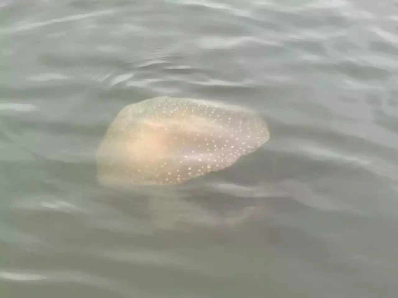 Invasive Australian spotted jellyfish washes ashore Texas beach. Here’s what you should know