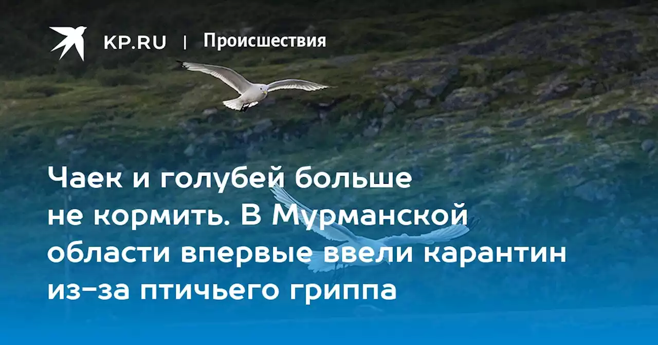 Птичий грипп в Мурманске: где обнаружили, какие птицы опасны, чем опасен для людей, как защитить себя, симптомы