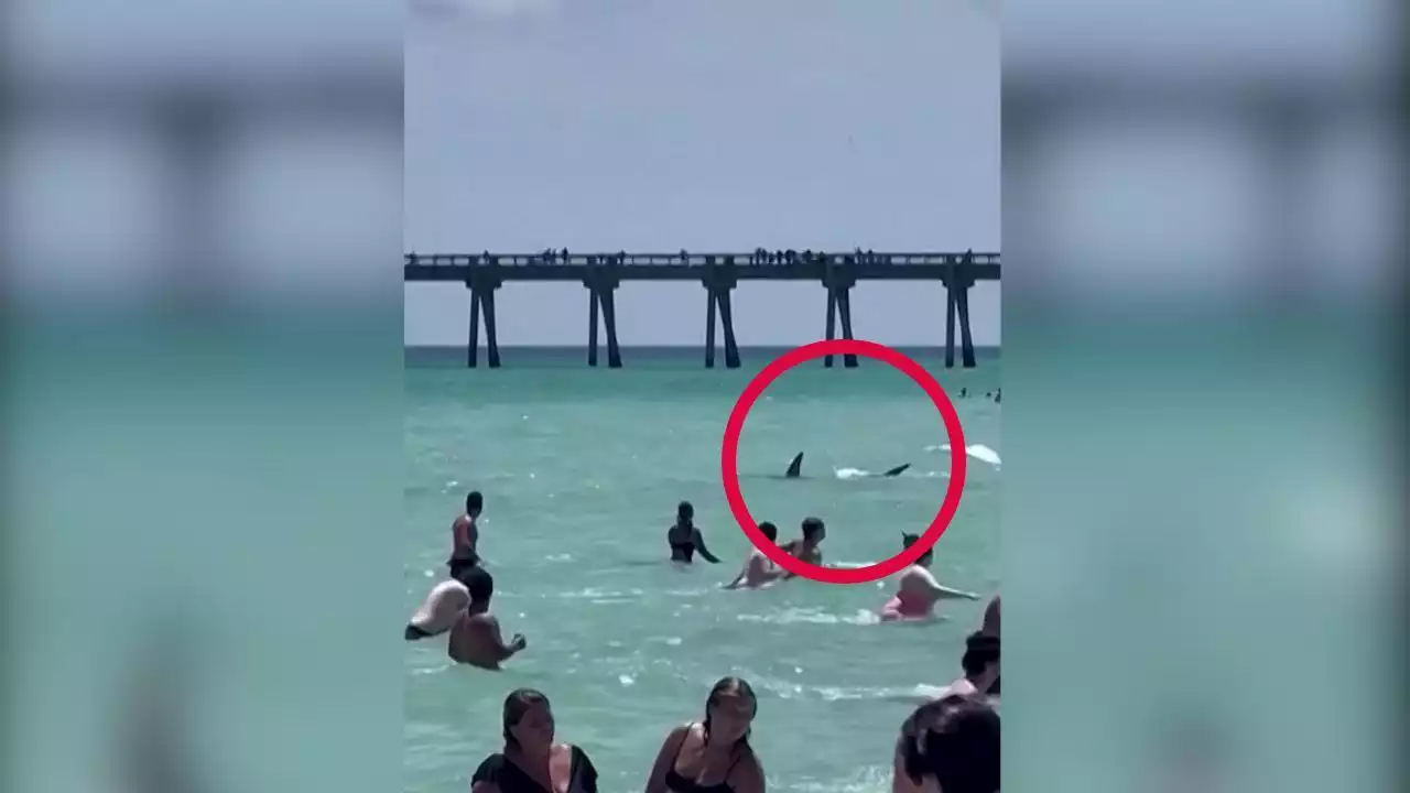 Panico sulla spiaggia, spunta la pinna di uno squalo tra i bagnanti - La Stampa