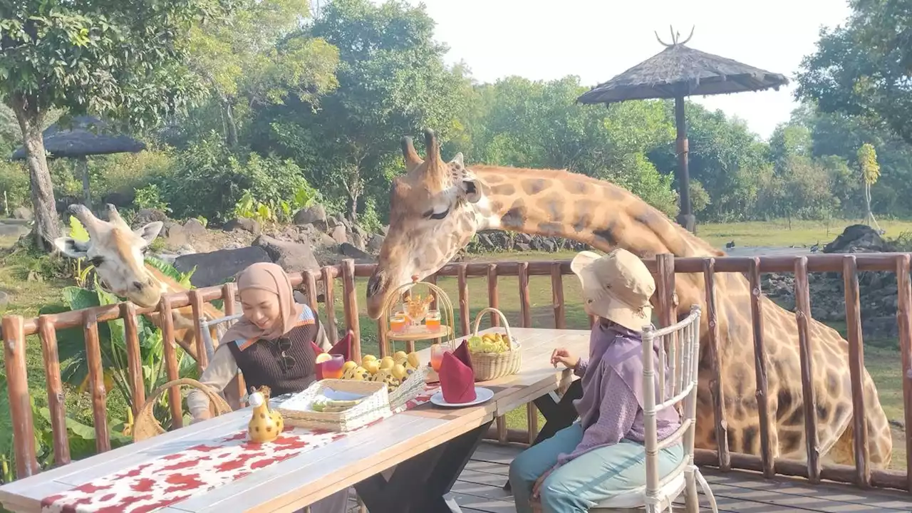 Sensasi Sarapan Pagi Bareng Jerapah di Baobab Safari Resort