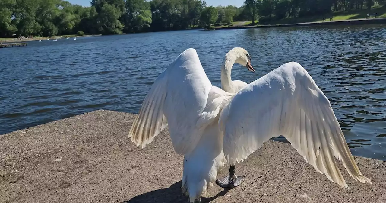 Swan mauled to death in park just one month after surviving first dog attack