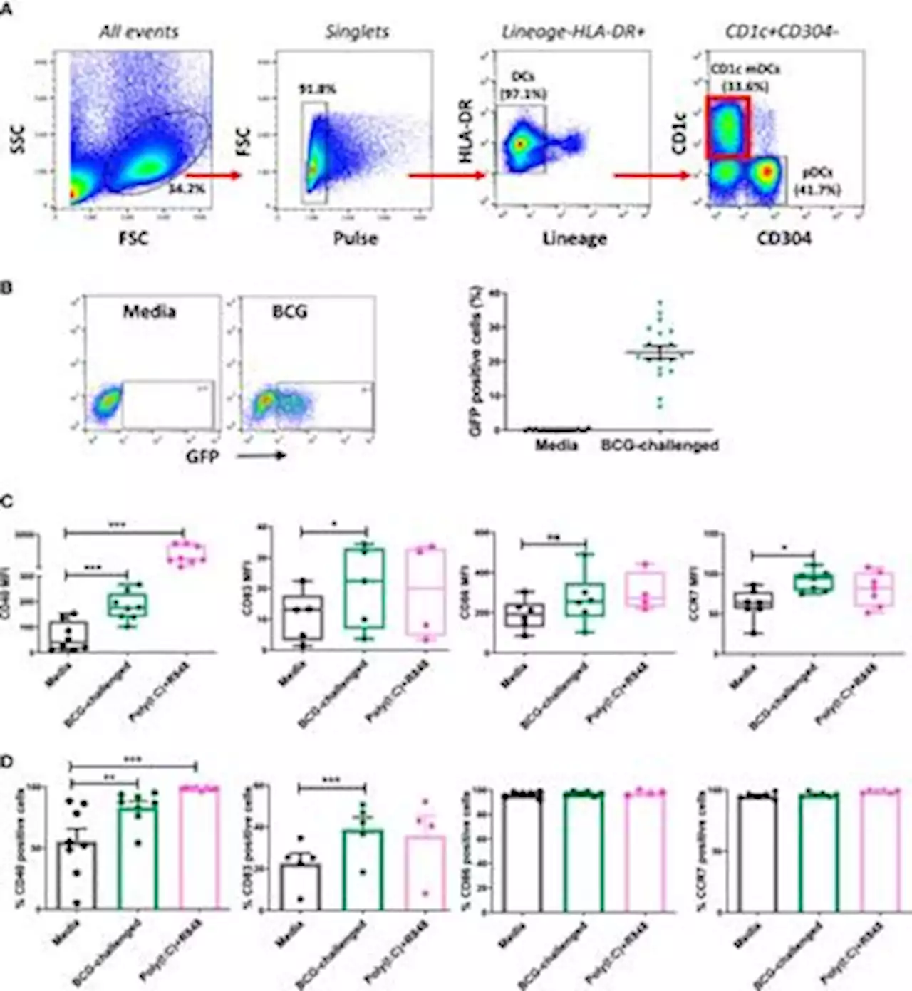 Frontiers | Glucose metabolism and its role in the maturation and migration of human CD1c+ dendritic cells following exposure to BCG