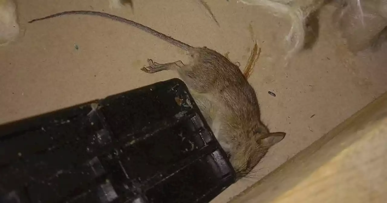 Woman 'breathing in the stench of mouse urine' as droppings 'fall from her loft'