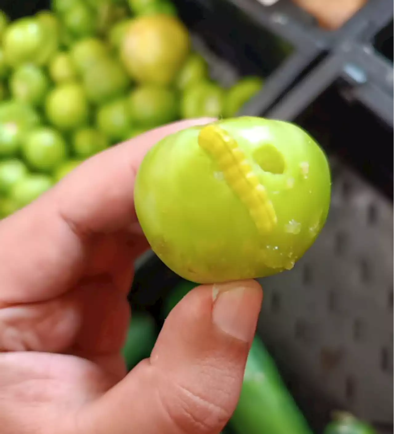 Gusano sorpresa, despensa de Walmart con premio