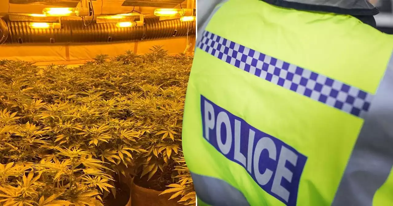 Cannabis plants worth £130,000,000 seized in biggest ever police crackdown