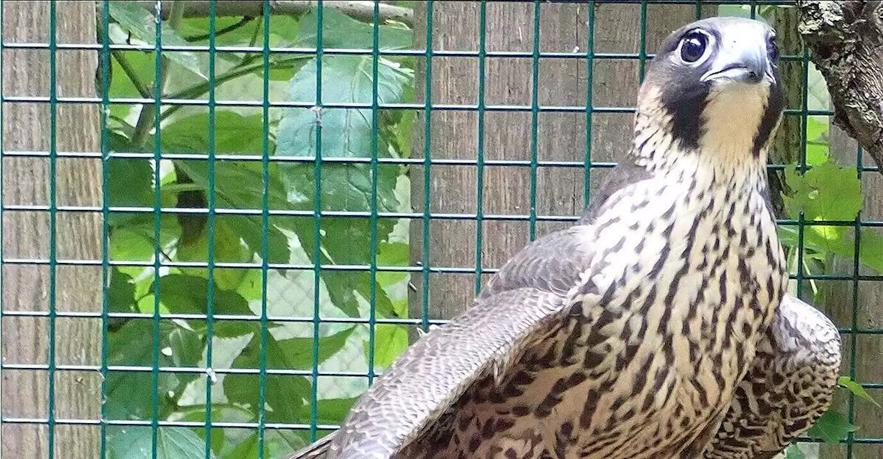 Zwei Wanderfalken im Botanischen Garten ausgewildert