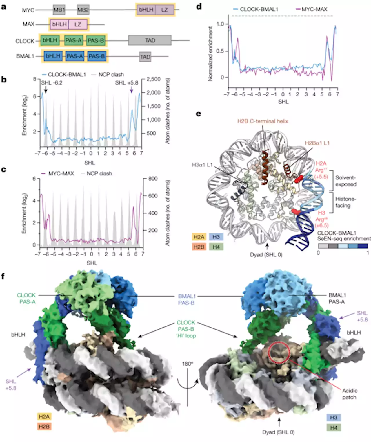 Cooperation between bHLH transcription factors and histones for DNA access - Nature