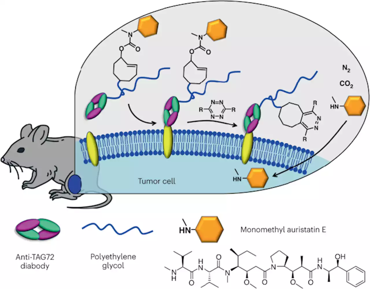 ‘Clicked’ drugs: researchers prove the remarkable chemistry in humans - Nature Biotechnology