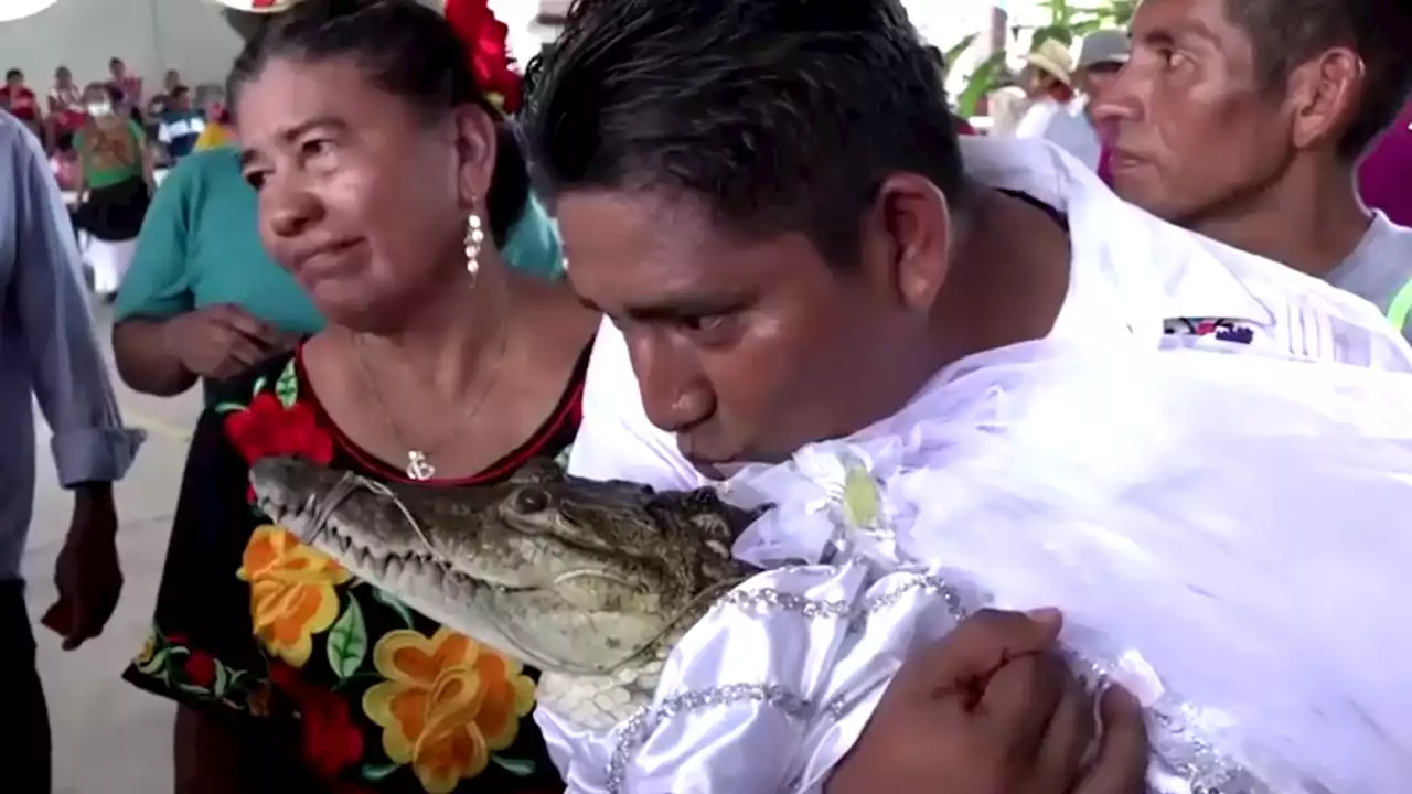 Watch Mexican mayor marry crocodile as part of local tradition