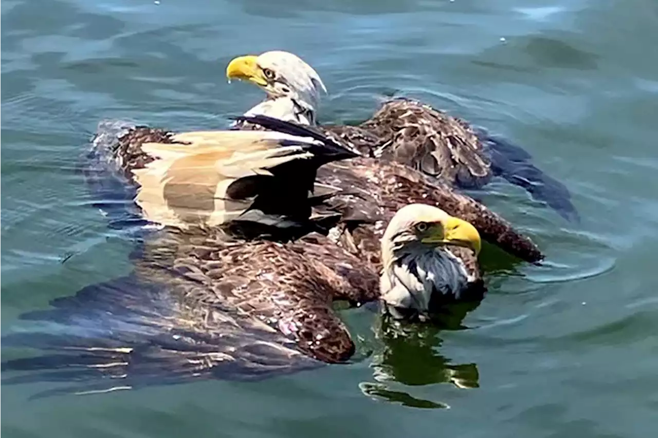 After 2 fighting eagles got stuck together, Minnesota deputies separated them