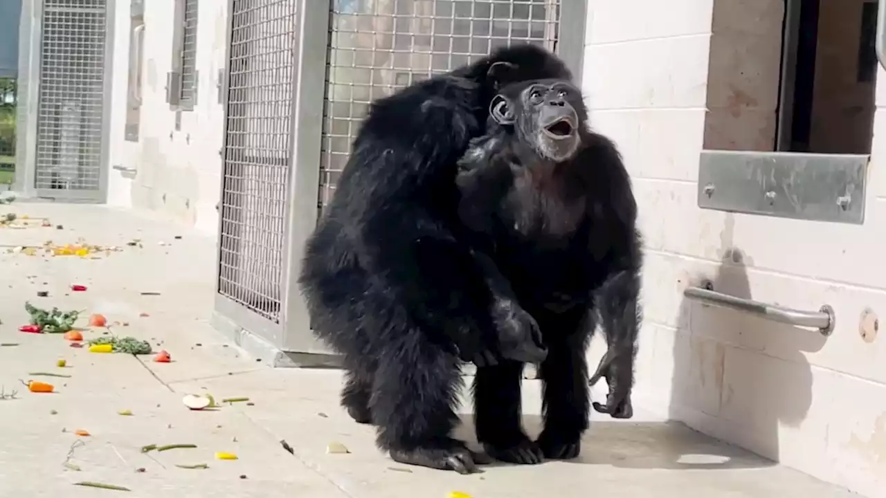 Chimp who saw sky for the first time now thriving in Fort Pierce chimpanzee sanctuary