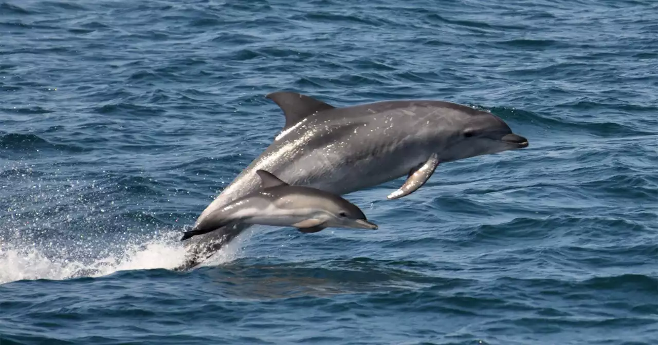 Scientists Are Using Drone Cameras to Study the Ages of Dolphin Groups