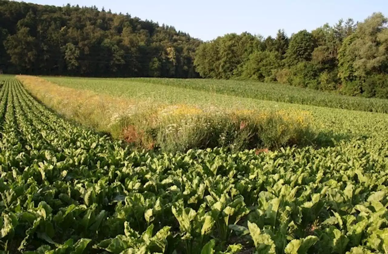 Bienenfreundlicher IP-SUISSE Zucker hat Potential