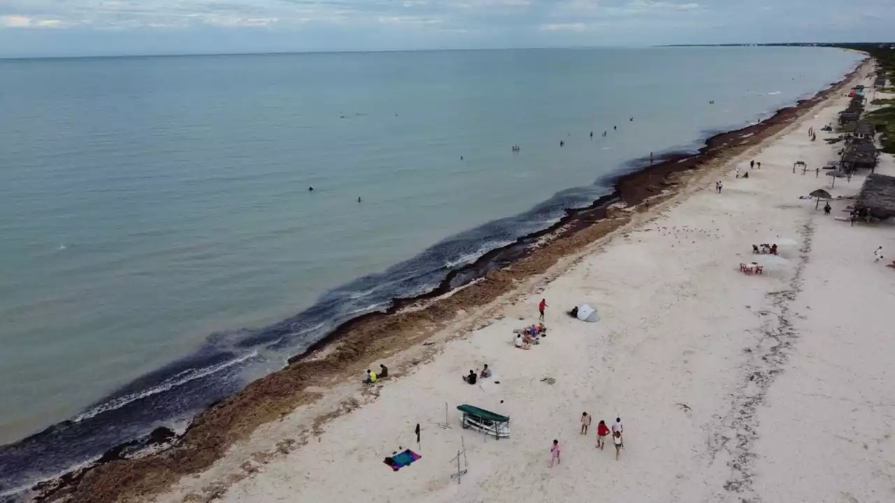 El sargazo disminuye en el Golfo de México y el Caribe