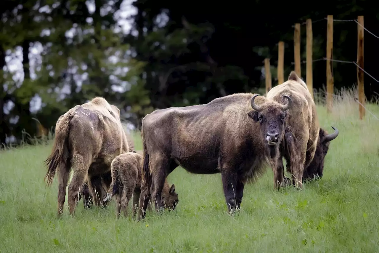 Solothurner Jura: Wisente mit erstem Nachwuchs