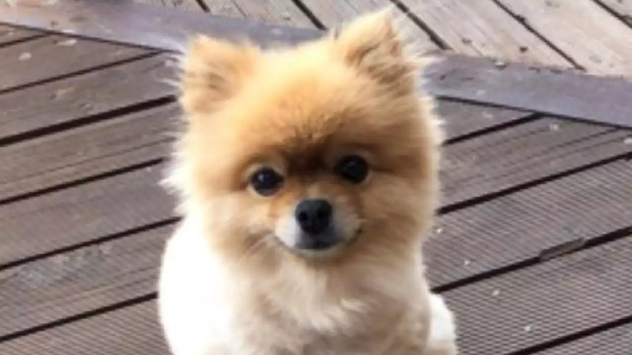 Desperate search for miniature Pomeranian stolen from Melbourne suburb