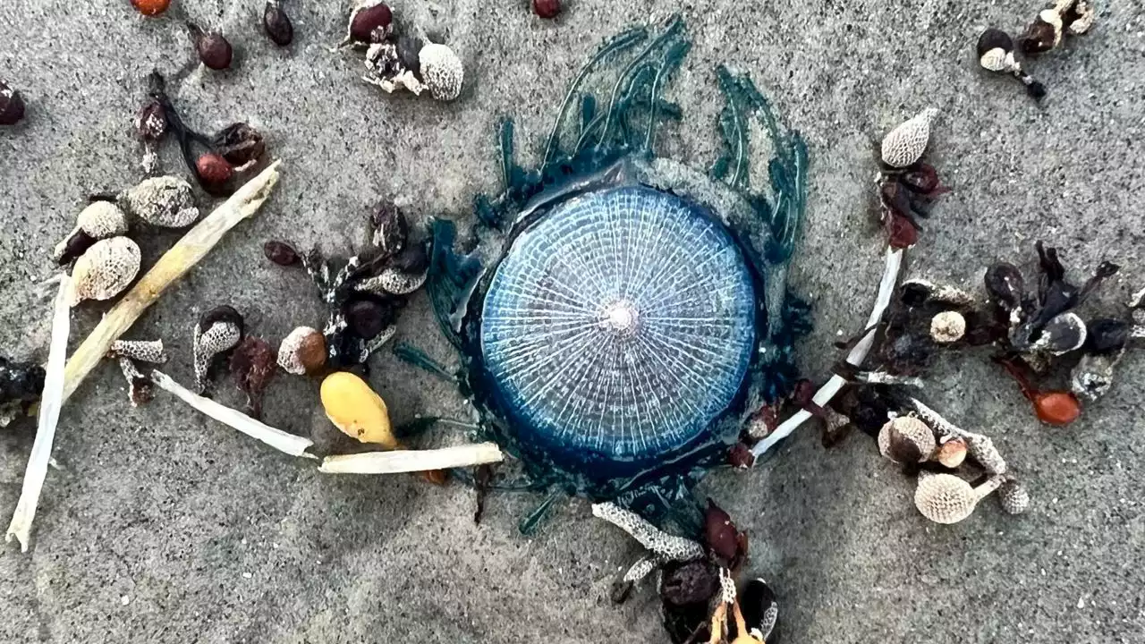 Watch out for increased presence of ‘blue button jellyfish’ this summer