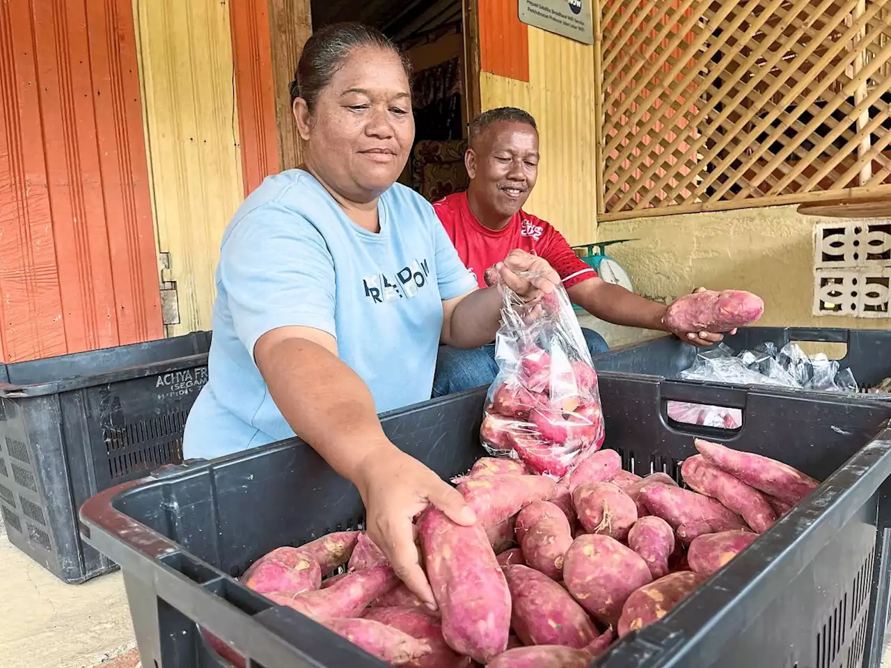 A sweet payoff for Orang Asli farmer who would not give up