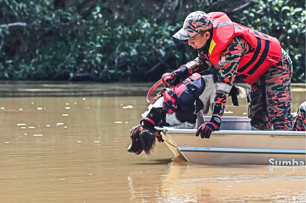 Fire Dept dogs turn out to be key factors in SAR ops after water surge tragedy