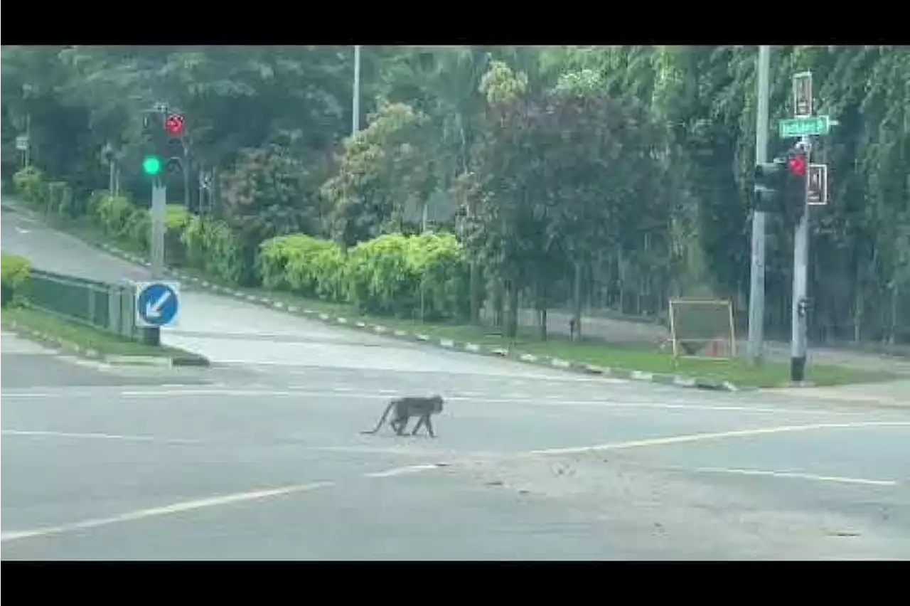 Monkey business at Punggol Settlement: Nuisance to restaurants, amusement to patrons