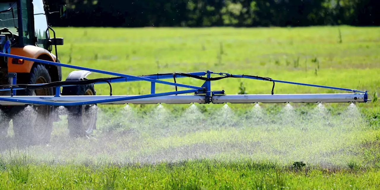 EU-Behörde über Pestizid: Grünes Licht für Glyphosat