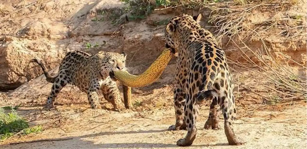 Onças-pintadas são flagradas num cabo de guerra com sucuri no Pantanal