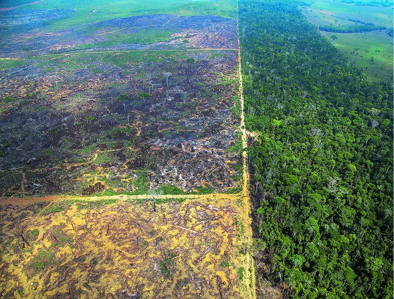 Desmatamento na Amazônia cai 33,6% no 1º semestre, aponta Deter