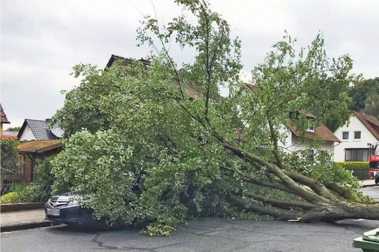 Mujer murió luego de que un árbol le cayera encima