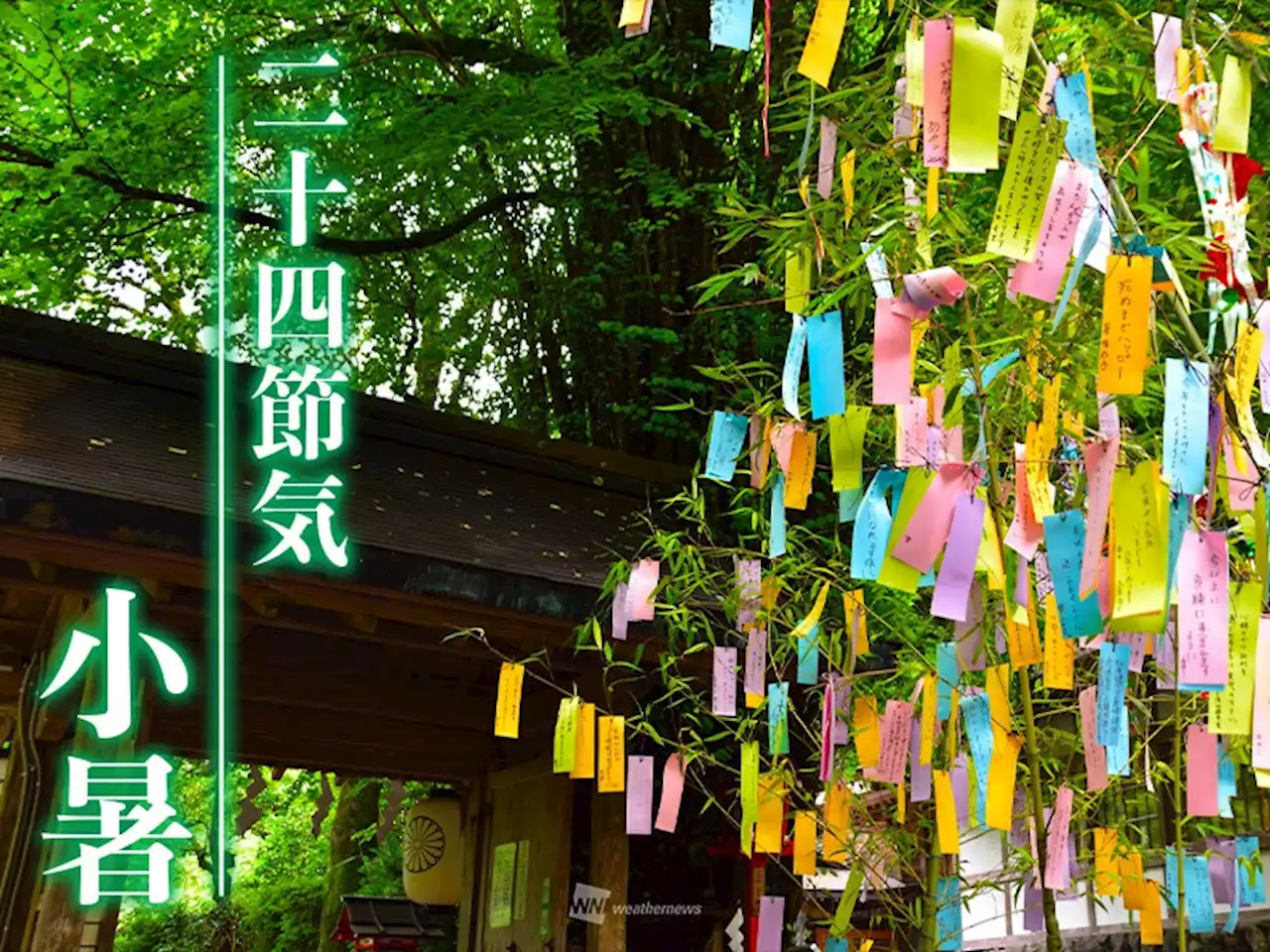 二十四節気「小暑」 人に話したくなる七夕の意味とは？